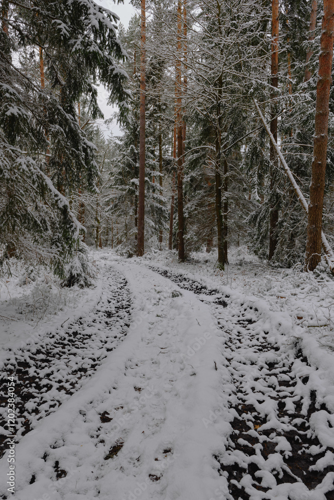Iglasty, sosnowo świerkowy las zimą. Między drzewami jest gruntowa, leśna droga. Droga, ziemia, gałęzie rosnących po bokach drzew pokryte są grubą warstwą białego śniegu.