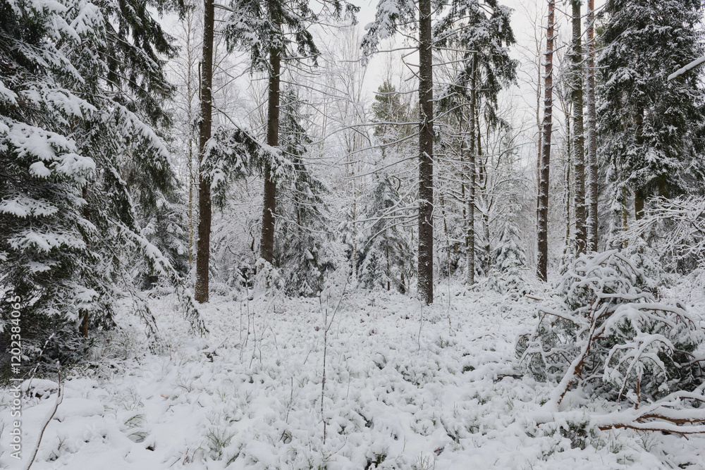 Iglasty, sosnowo świerkowy las zimą. Jest zima. Ziemia, gałęzie drzew pokryte są grubą warstwą białego śniegu.
