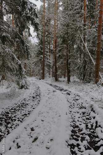 Obraz na płótnie Iglasty, sosnowo świerkowy las zimą. Między drzewami jest gruntowa, leśna droga. Droga, ziemia, gałęzie rosnących po bokach drzew pokryte są grubą warstwą białego śniegu. w salonie