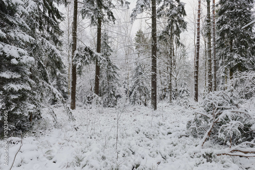Obraz na płótnie Iglasty, sosnowo świerkowy las zimą. Jest zima. Ziemia, gałęzie drzew pokryte są grubą warstwą białego śniegu. w salonie