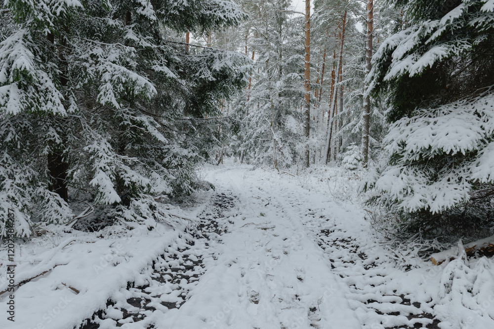Iglasty, sosnowo świerkowy las zimą. Między drzewami jest gruntowa, leśna droga. Droga, ziemia, gałęzie rosnących po bokach drzew pokryte są grubą warstwą białego śniegu.