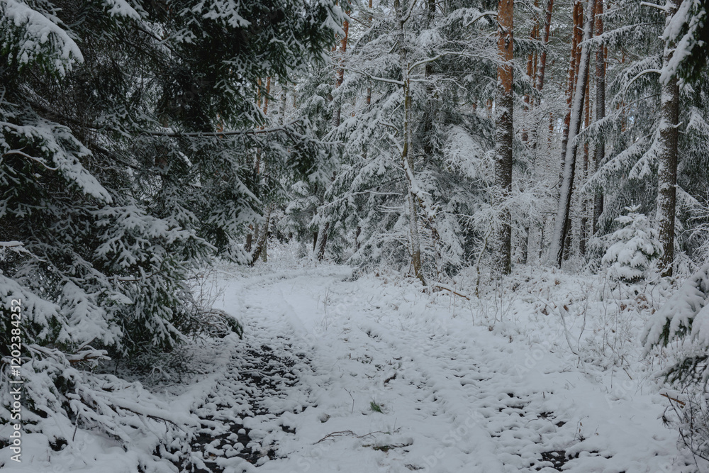 Iglasty, sosnowo świerkowy las zimą. Między drzewami jest gruntowa, leśna droga. Droga, ziemia, gałęzie rosnących po bokach drzew pokryte są grubą warstwą białego śniegu.