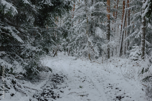 Obraz na płótnie Iglasty, sosnowo świerkowy las zimą. Między drzewami jest gruntowa, leśna droga. Droga, ziemia, gałęzie rosnących po bokach drzew pokryte są grubą warstwą białego śniegu. w salonie