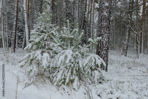 Obraz na płótnie Iglasty, sosnowo świerkowy las zimą. Jest zima. Ziemia, gałęzie drzew pokryte są grubą warstwą białego śniegu. w salonie