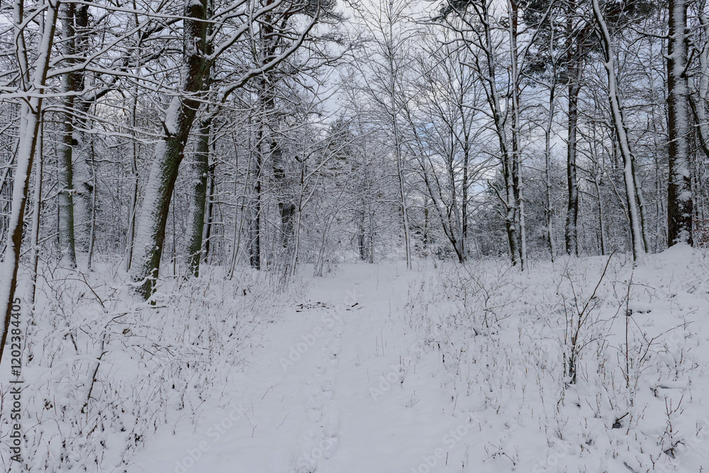 Iglasty, sosnowo świerkowy las zimą. Między drzewami jest gruntowa, leśna droga. Droga, ziemia, gałęzie rosnących po bokach drzew pokryte są grubą warstwą białego śniegu.
