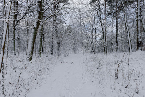 Obraz na płótnie Iglasty, sosnowo świerkowy las zimą. Między drzewami jest gruntowa, leśna droga. Droga, ziemia, gałęzie rosnących po bokach drzew pokryte są grubą warstwą białego śniegu. w salonie