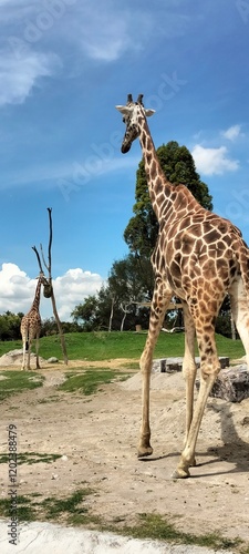 giraffe in the wild