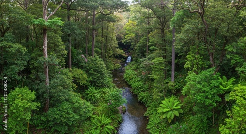 Lush Green Rainforest with River Stream and Dense Vegetation