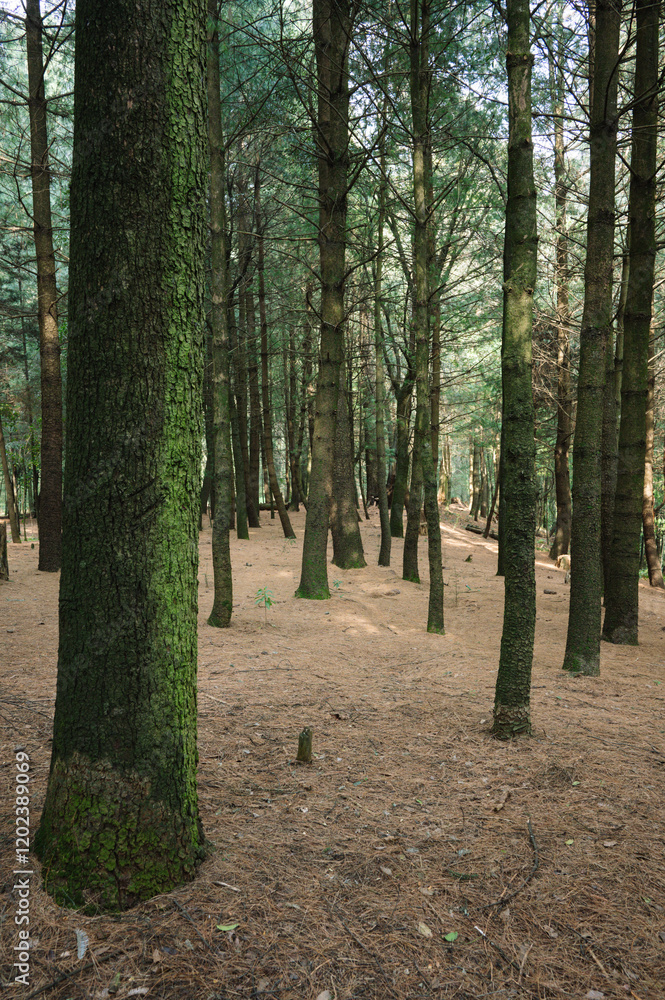 Forest woodland scene. Fir and pine trees in a forestry area, considered beautiful, enchanting and spooky. Taken at Desierto de Los Leones in Mexico City Forest woodland scene. Fir and pine trees in a forestry area, considered beautiful, enchanting and spooky. Taken at Desierto de Los Leones in Mexico City