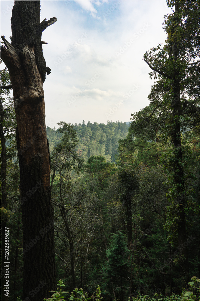 Fototapeta premium Mountain view through the trees of the forest and woods of Desierto de Los Leones in Mexico City
