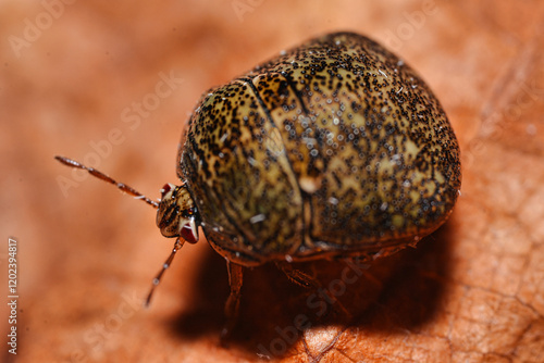 Macro shot of Megacopta cribraria,  the bean plataspid, kudzu bug