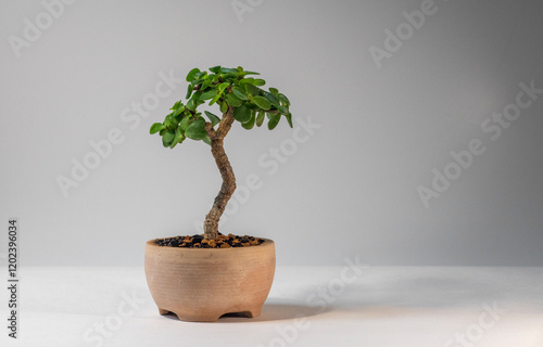 Portulacaria afra bonsai. Stylish plant. Home decor photo