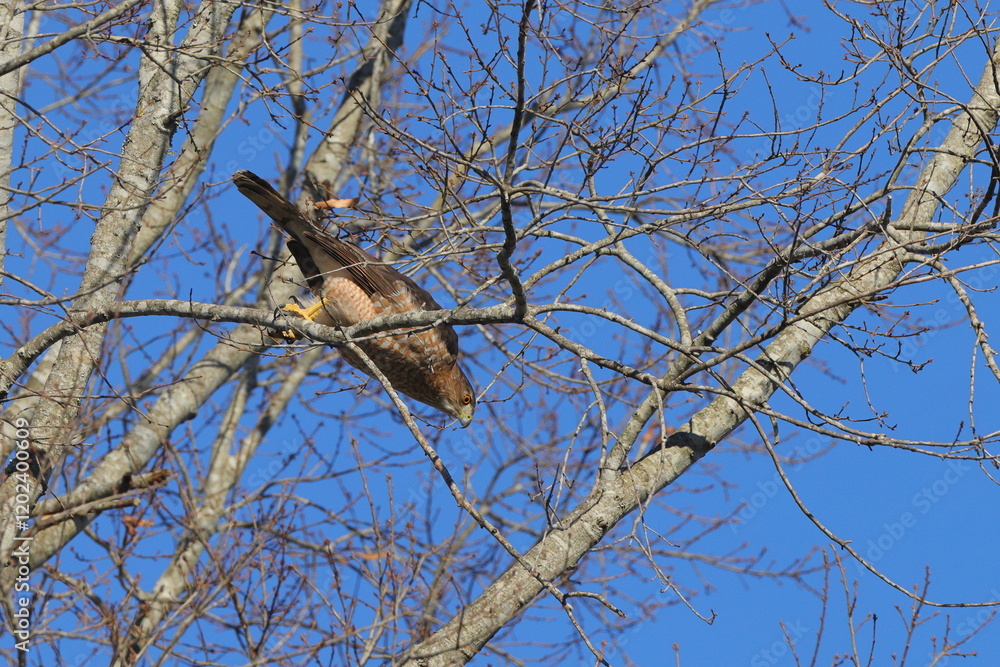 Red shouldered hawk inflight towards prey in bare limbs against blue sky. Red shouldered hawk inflight towards prey in bare limbs against blue sky.
