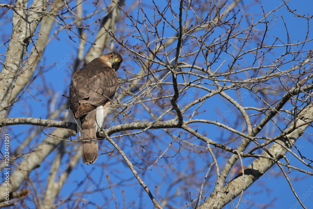 Red shouldered hawk perched among bare limbs against a blue sky. Red shouldered hawk perched among bare limbs against a blue sky.
