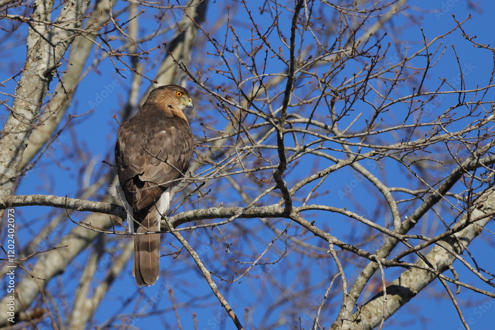 Red shouldered hawk perched among bare limbs against a blue sky. Red shouldered hawk perched among bare limbs against a blue sky.