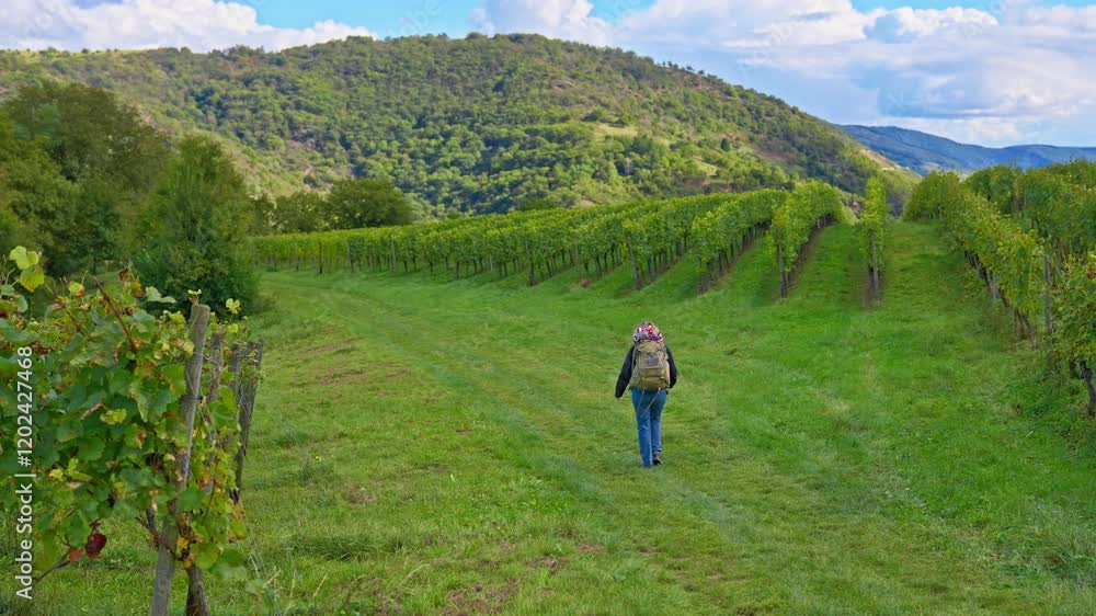 Rear view of a backpacking hiker walking among vineyards with rolling hills in the distance, Bacharach, Germany Rear view of a backpacking hiker walking among vineyards with rolling hills in the distance, Bacharach, Germany