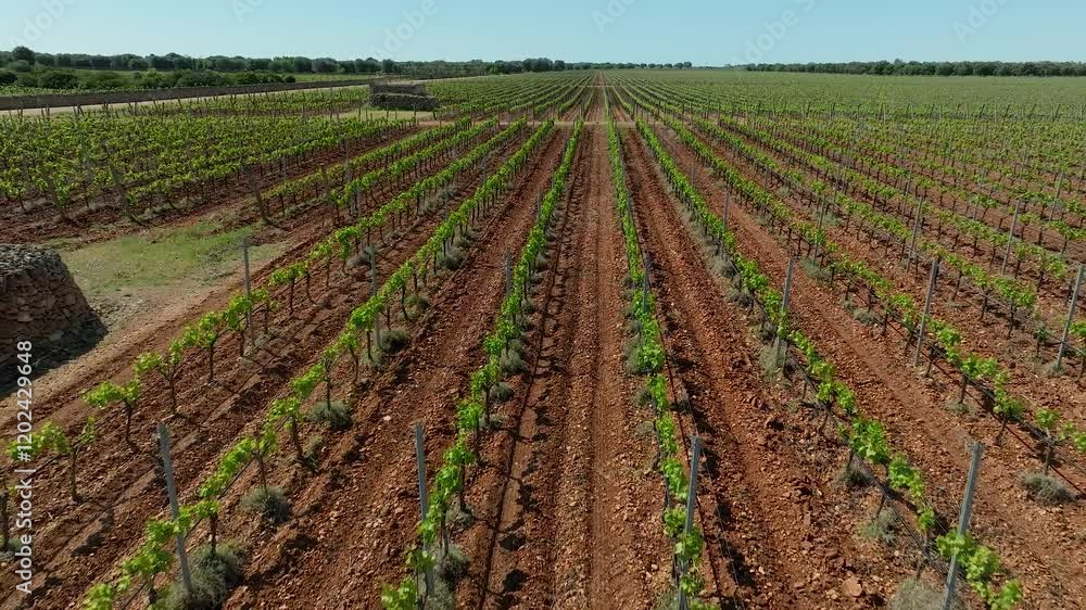 DRIVING BACK OVER A FLOWERING VINEYARD IN A COUNTRYSIDE LANDSCAPE AND DISCOVERING A TRULLO DRIVING BACK OVER A FLOWERING VINEYARD IN A COUNTRYSIDE LANDSCAPE AND DISCOVERING A TRULLO