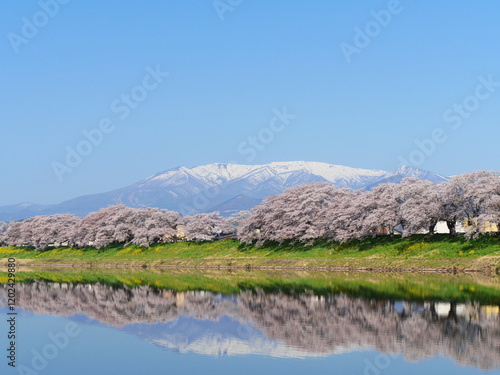 白石川堤一目千本桜【宮城県柴田郡大河原町】 photo