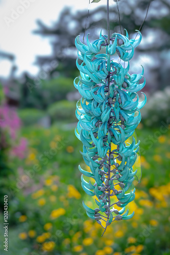 Strongylodon macrobotrys, commonly known as the jade vine, emerald vine, or turquoise jade vine which grows with good care in a flower garden