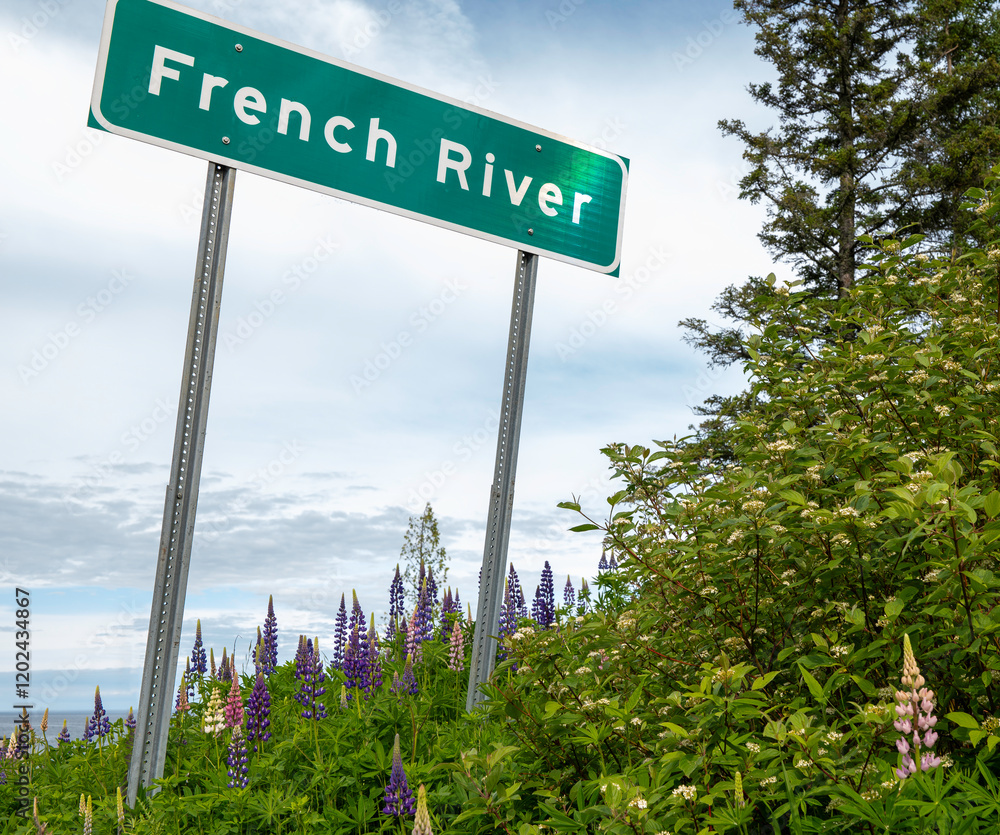 Beautiful lupin blossoms and sign for the French River at the North Shore of Lake Superior in Minnesota, north of Duluth.