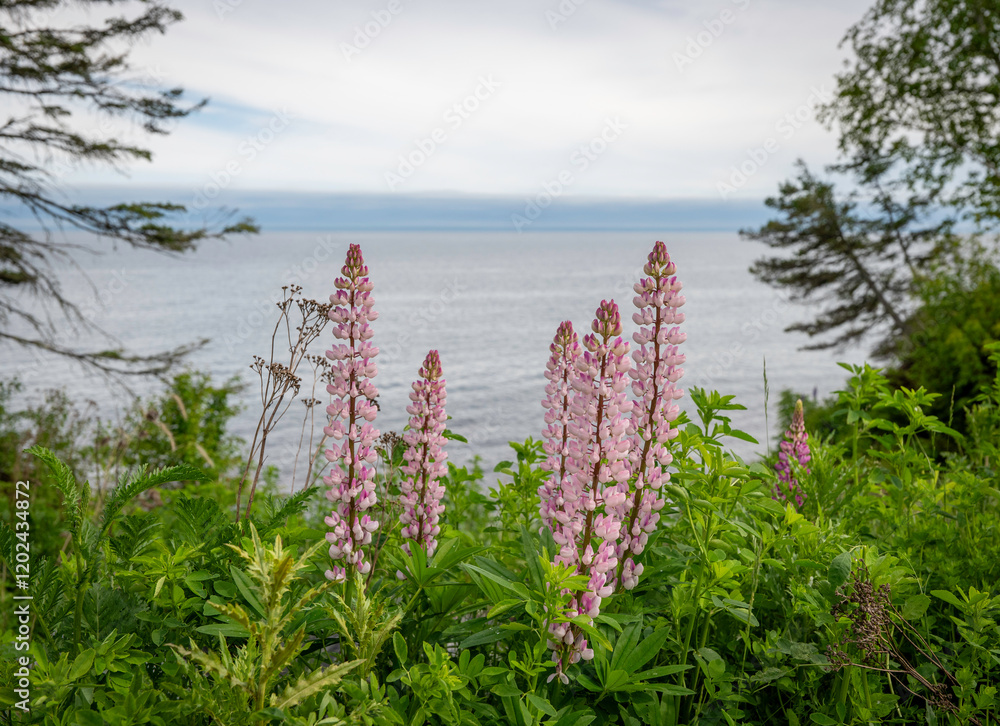 Beautiful closeup clip of lupin flower blossoms sway gracefully at the North Shore of Lake Superior in Minnesota on a cloudy day, with zoom out.