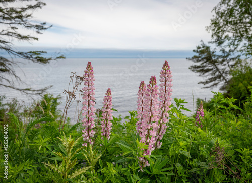 Obraz na płótnie Beautiful closeup clip of lupin flower blossoms sway gracefully at the North Shore of Lake Superior in Minnesota on a cloudy day, with zoom out. w salonie