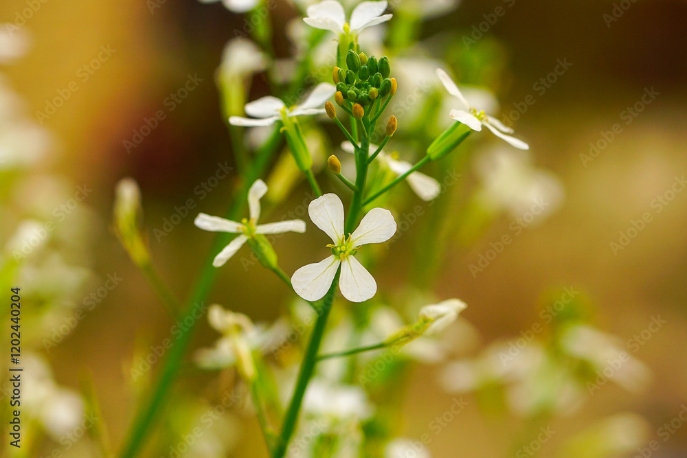 Fototapeta premium Thale cress or Arabidopsis thaliana flower