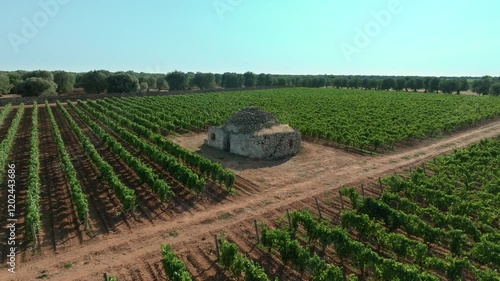 2 TRULLI IN THE MIDDLE OF A FLOWERING VINEYARD, SHOOTED WITH A DRONE