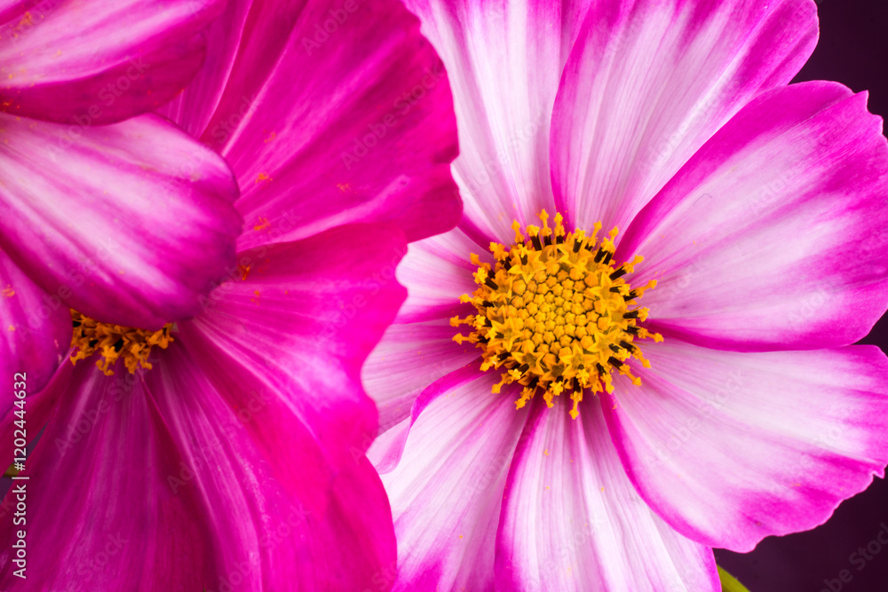 Beautiful pink cosmos flowers on background Beautiful pink cosmos flowers on background