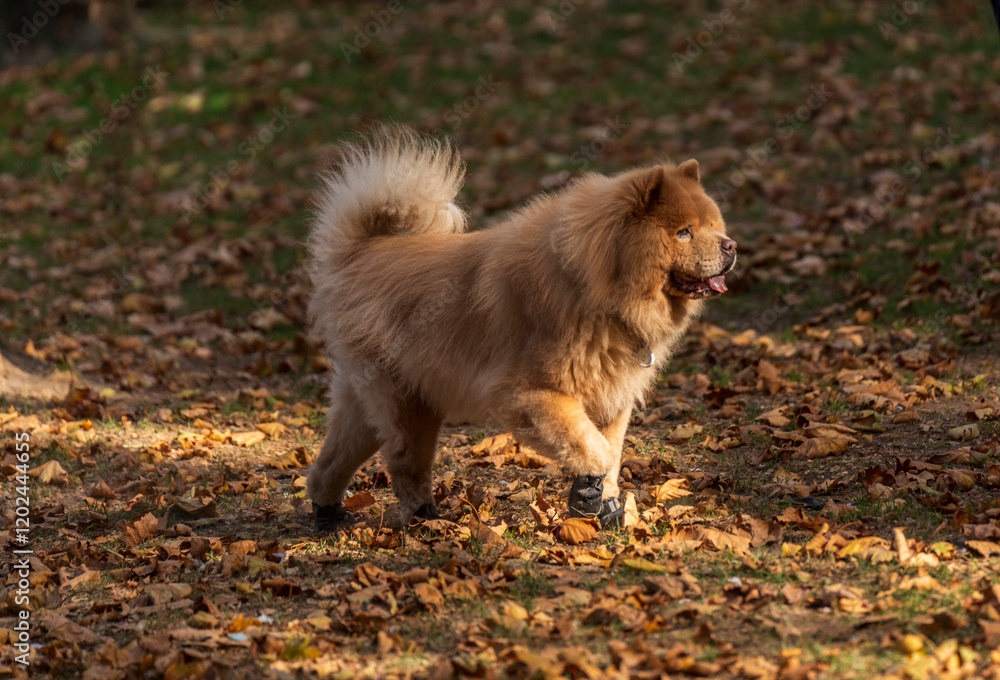 Obraz premium Perro peludo en el bosque