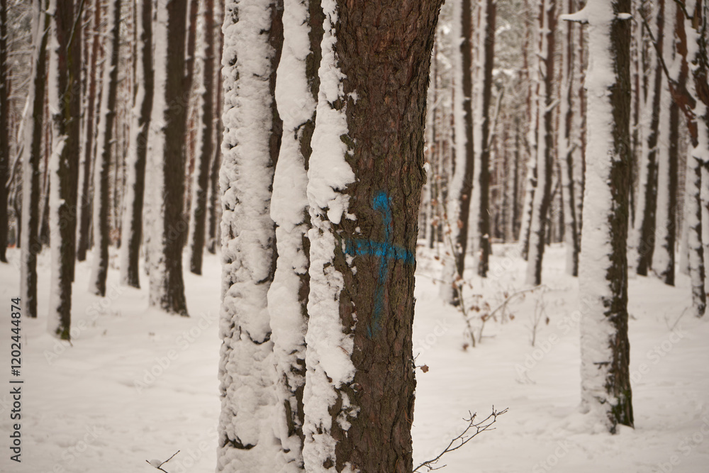 Obraz premium drzewo,zima 