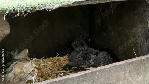 European wild cat mom and kittens, its scientific name is Felis silvestris