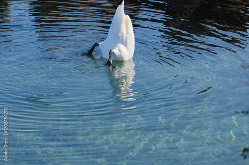 Un cygne majestueux plonge la tête dans une eau cristalline, créant des ondulations délicates à la surface. Cette image capture la beauté et la sérénité de la nature, idéale pour illustrer des thèmes  photo