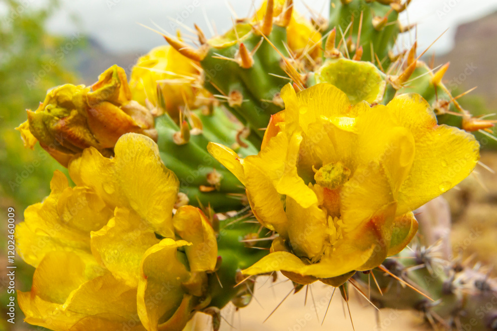 USA, Arizona, Sabino Canyon. Close-up of cholla cactus blossoms.