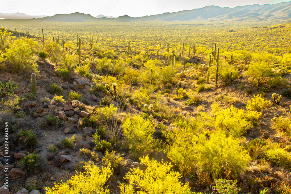 USA, Arizona, Tucson Mountain Park. Sonoran Desert with palo verde trees in bloom.