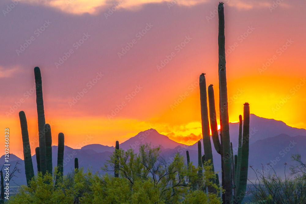 Fotobehang Lavendel USA, Arizona, Saguaro National Park. Sonoran Desert and mountains at sunset. #1202460823