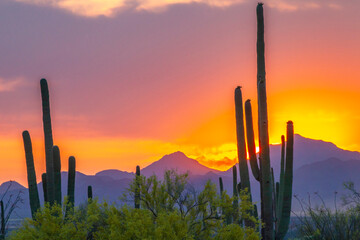 Leinwandbilder Lavendelfarbene Motive USA, Arizona, Saguaro National Park. Sonoran Desert and mountains at sunset.  © Danita Delimont