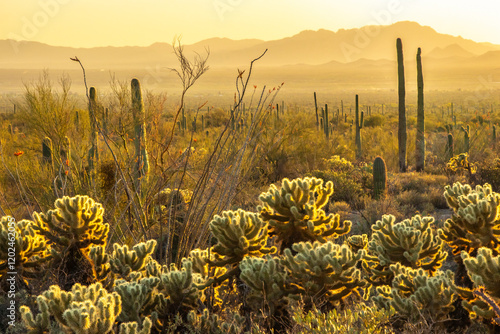 USA, Arizona, Tucson Mountain Park. Sunset haze and Sonoran Desert cacti.