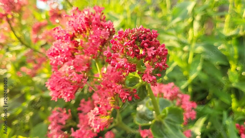 Visit to a beautiful garden showcasing vibrant pink flowers during a sunny afternoon Visit to a beautiful garden showcasing vibrant pink flowers during a sunny afternoon