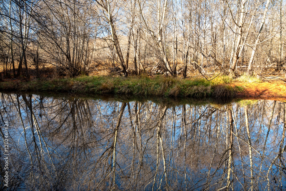 Fototapeta premium USA, Arizona, Sedona. Oak trees reflecting in Oak Creek