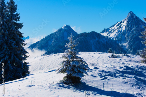 Sapin enneigé dans un paysage alpin majestueux
Un jeune sapin couvert de neige se détache sur un arrière-plan de montagnes majestueuses, capturant l'essence des paysages alpins en hiver. photo