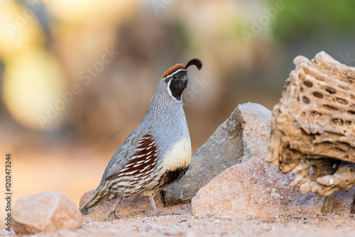 Gambel's Quail male, Pima County, Arizona. photo