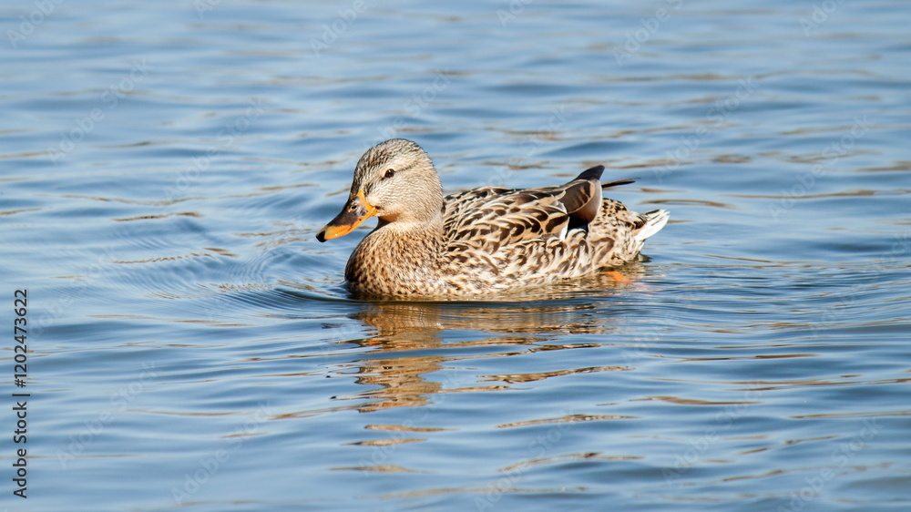 Fototapeta premium duck on the water