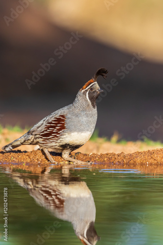 Gambel's Quail male at water, Pima County, Arizona. photo