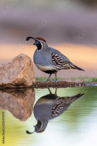 Gambel's Quail male at water, Pima County, Arizona. photo