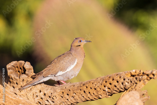 White-winged Dove, Pima County, Arizona. photo