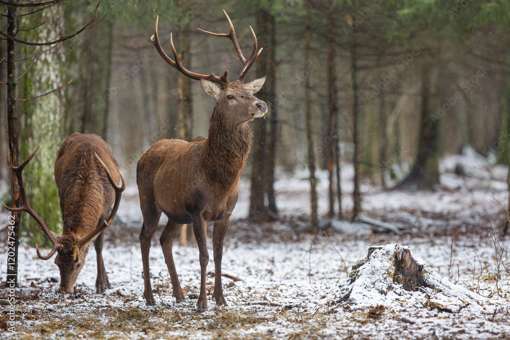 Jeleń szlachetny, Jeleń, Red Deer, Deer, Cervus elaphus Jeleń szlachetny, Jeleń, Red Deer, Deer, Cervus elaphus