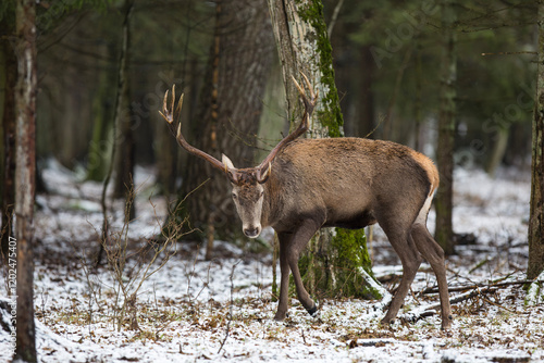 Fototapeta Naklejka Na Ścianę i Meble -  Jeleń szlachetny, Jeleń, Red Deer, Deer, Cervus elaphus