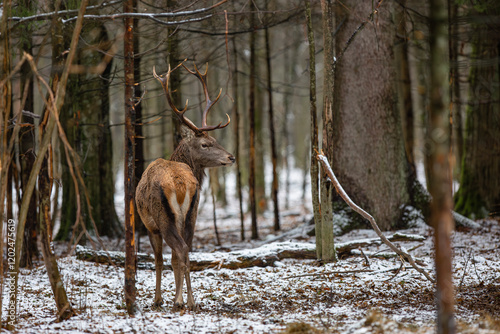 Fototapeta Naklejka Na Ścianę i Meble -  Jeleń szlachetny, Jeleń, Red Deer, Deer, Cervus elaphus