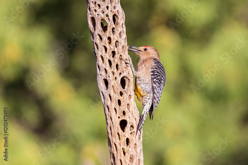 Gila Woodpecker male on tree, Pima County, Arizona. photo